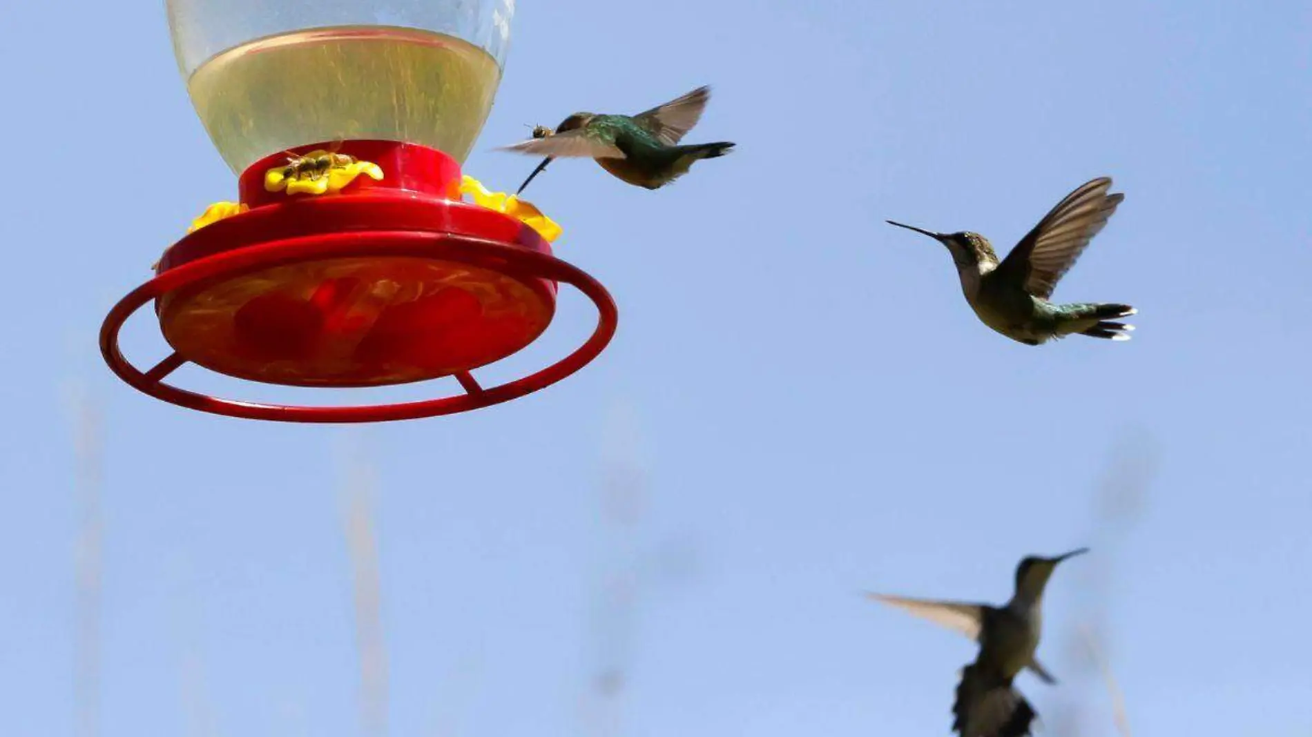 Santuario de colibríes